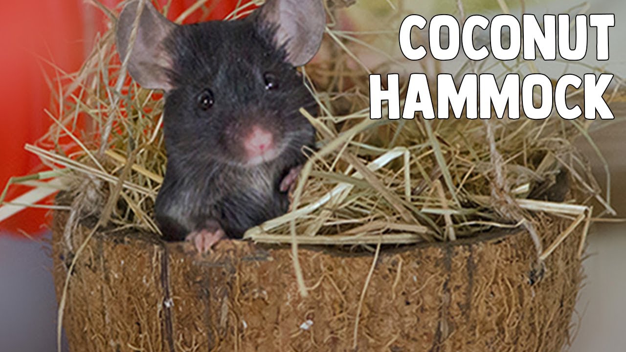 DIY Coconut Hammock For Hamsters & Mice