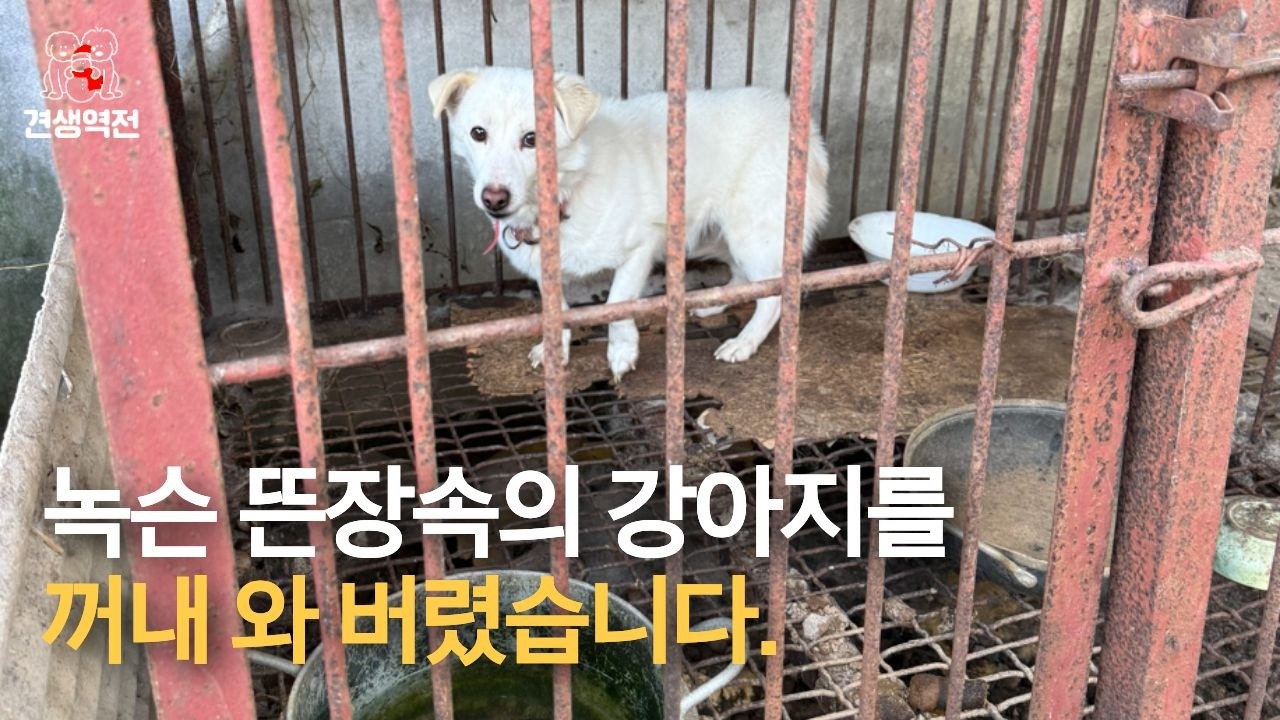 녹슨 뜬장속 강아지를 꺼내와 버렸습니다. #견생역전_하라