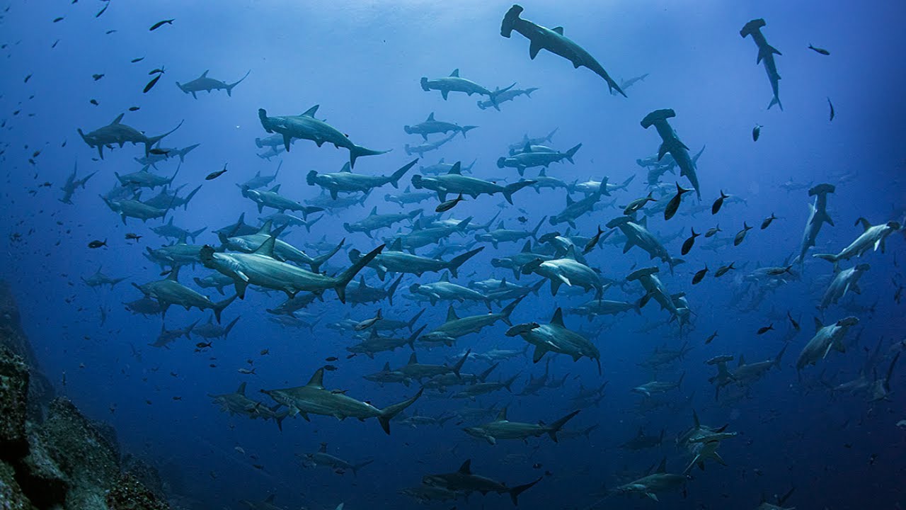Best Dive Season in the Galápagos — Explained Live