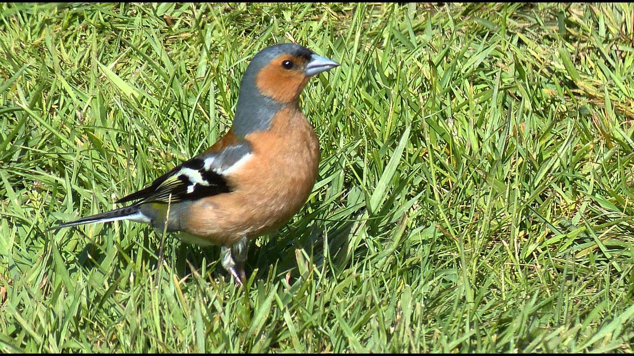 Chaffinch Bird Call bird Song