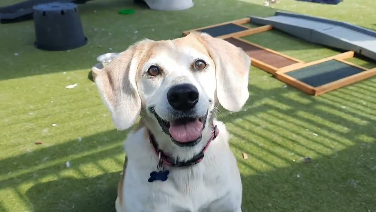 Could you offer Tigger her forever home?