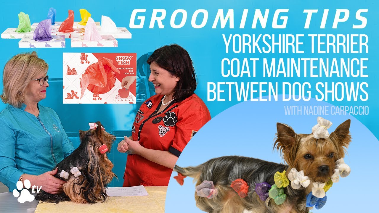Yorkshire Terrier coat maintenance between dog shows | Grooming Tips - TRANSGROOM