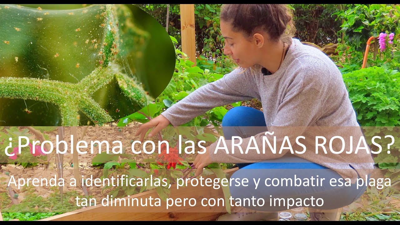 Que son las ARAÑAS ROJAS: Como identificarlas y como combatirlas