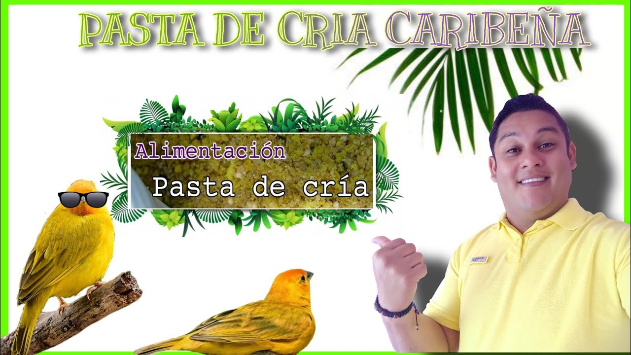 🌅PASTA DE CRIA PARA PAJAROS (CANARIO CRIOLLO)🌴