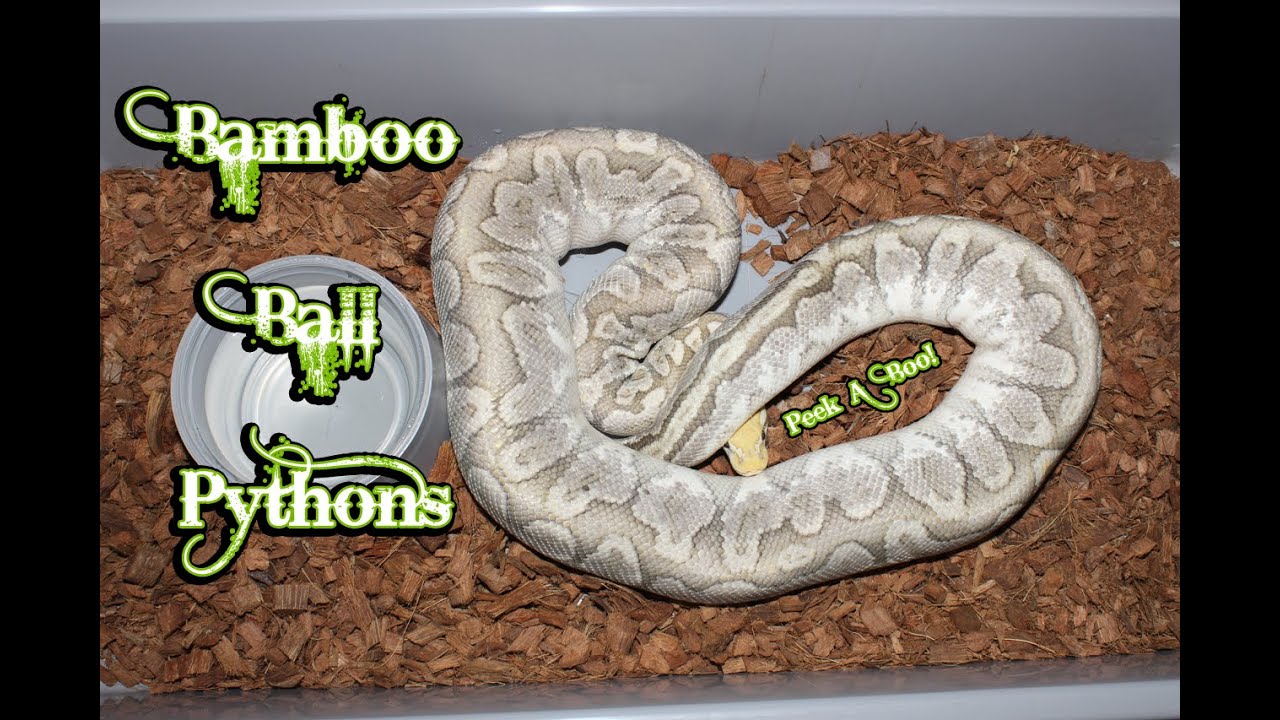 Showcasing our Bamboo Ball Pythons!