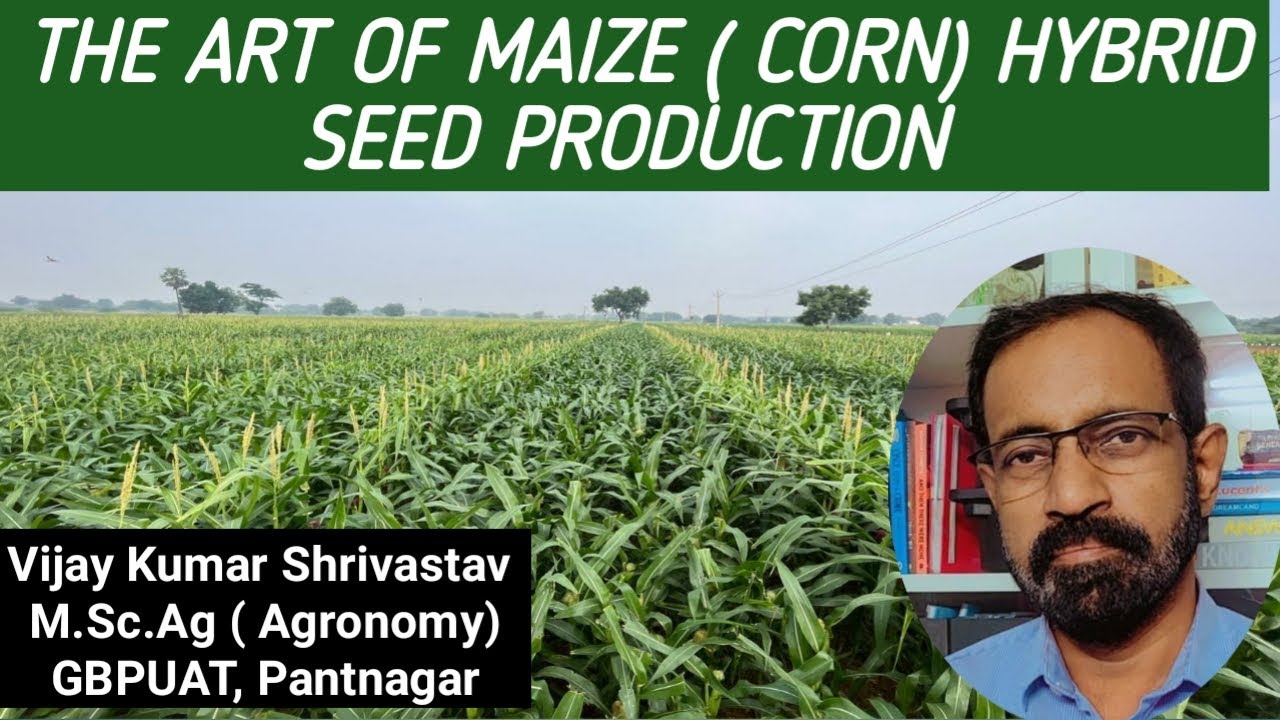 THE ART OF MAIZE HYBRID SEED PRODUCTION
