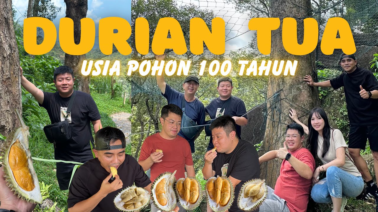 DURIAN TUA ⁉️ USIA POHON BERUMUR 100 TAHUN
