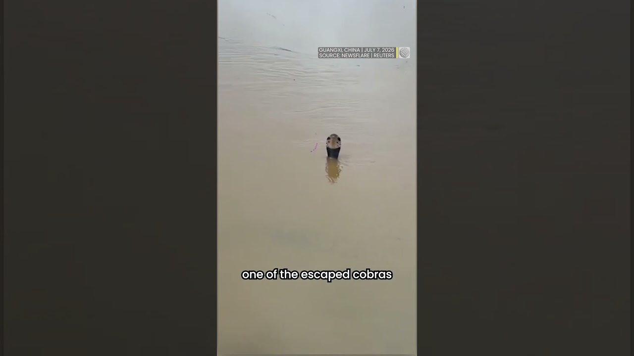 Hundreds of snakes escape from flooded snake farm | #shorts
