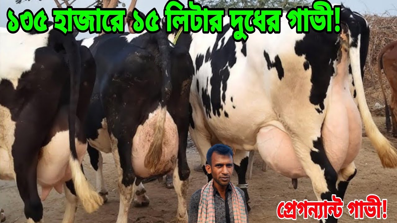 শীতের অফার! মাত্র ১৩৫ হাজারে ১৫ লিটার দুধের গ্যারান্টি! বড় বড় দুধের গাভী ও প্রেগন্যান্ট গাভী কম দামে