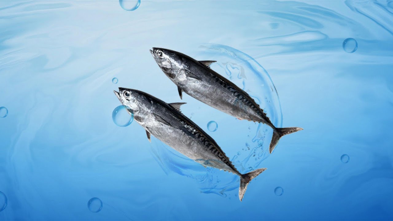 This is the vacuum packing process of freshly pre-cooked tuna loins.