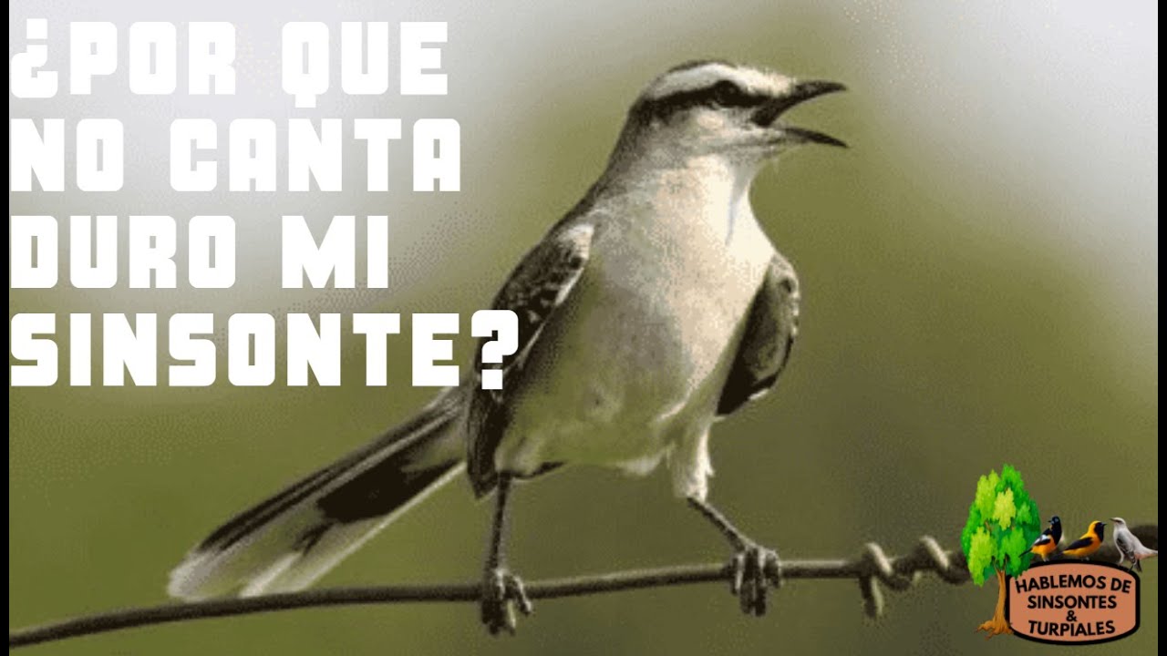 ¿POR QUE MI SINSONTE / CENZONTLE NO CANTA DURO?