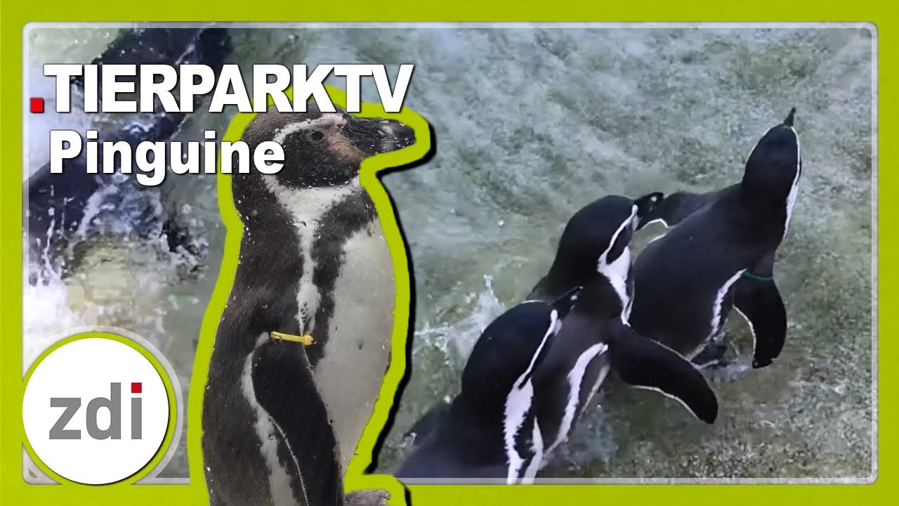 Die Humboldt-Pinguine und der Tierpfleger-Beruf &bull; TierparkTV Bochum 2018 mit LekkerWissen
