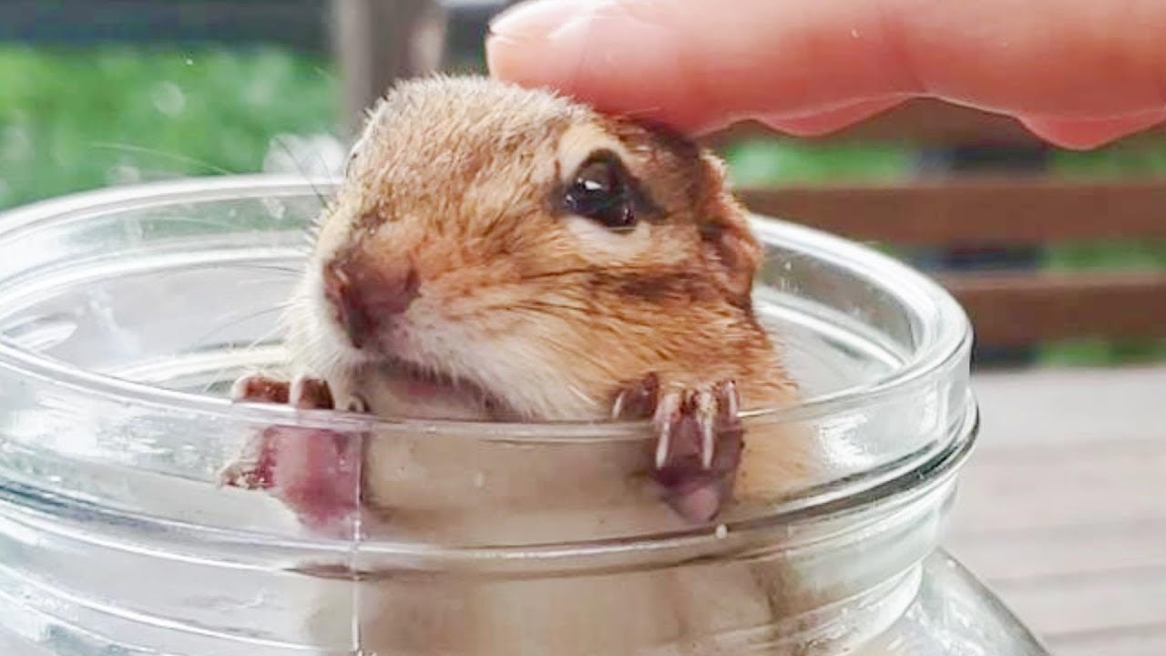 다람쥐들과 짧은 스킨쉽 Brief Intimacy With Chipmunks
