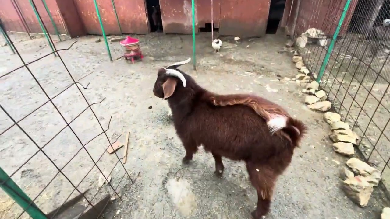 👉yağmurlu bir günde hayvanlarımı yemleme zamanı👋