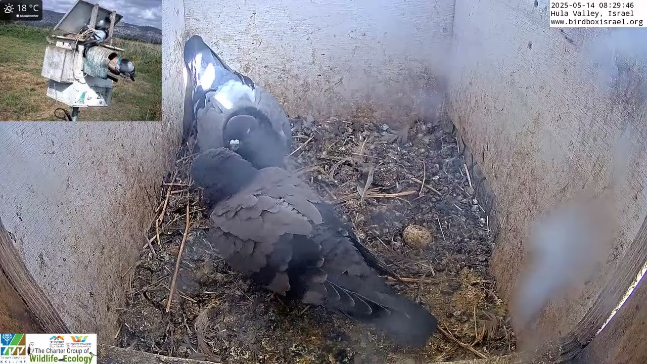 Pigeon preens squab while incubating eggs