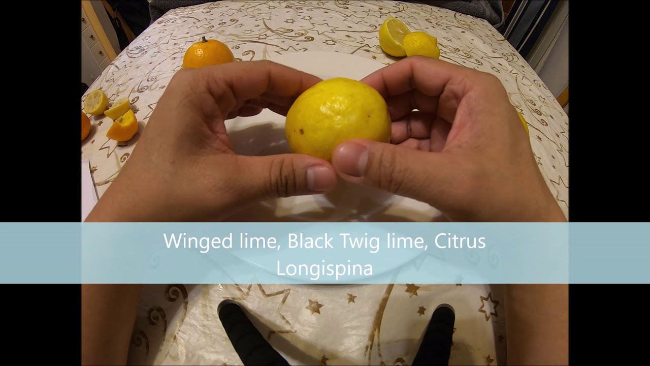 Thomasville citrangequat, Lakeland Limequat, Budd Blood, Amoa 8, Black Twig Lime, Santa Teresa Lemon