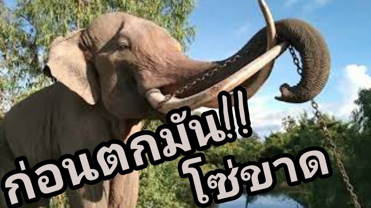 พลายโอเล่ทำโซ่ขาดเดินหายไปไหน เกิดจากอะไร??