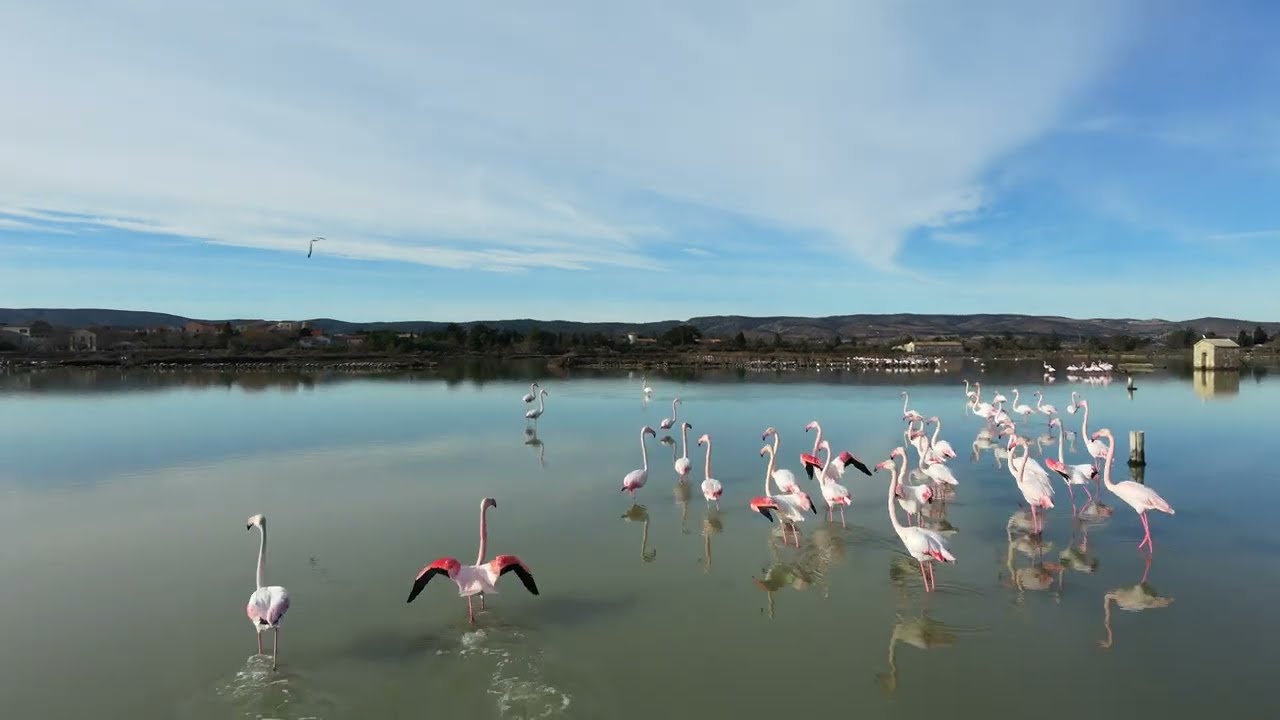 Peyrac-de-Mer #drone #dji #nature #naturelovers #occitanie #oiseaux #étang