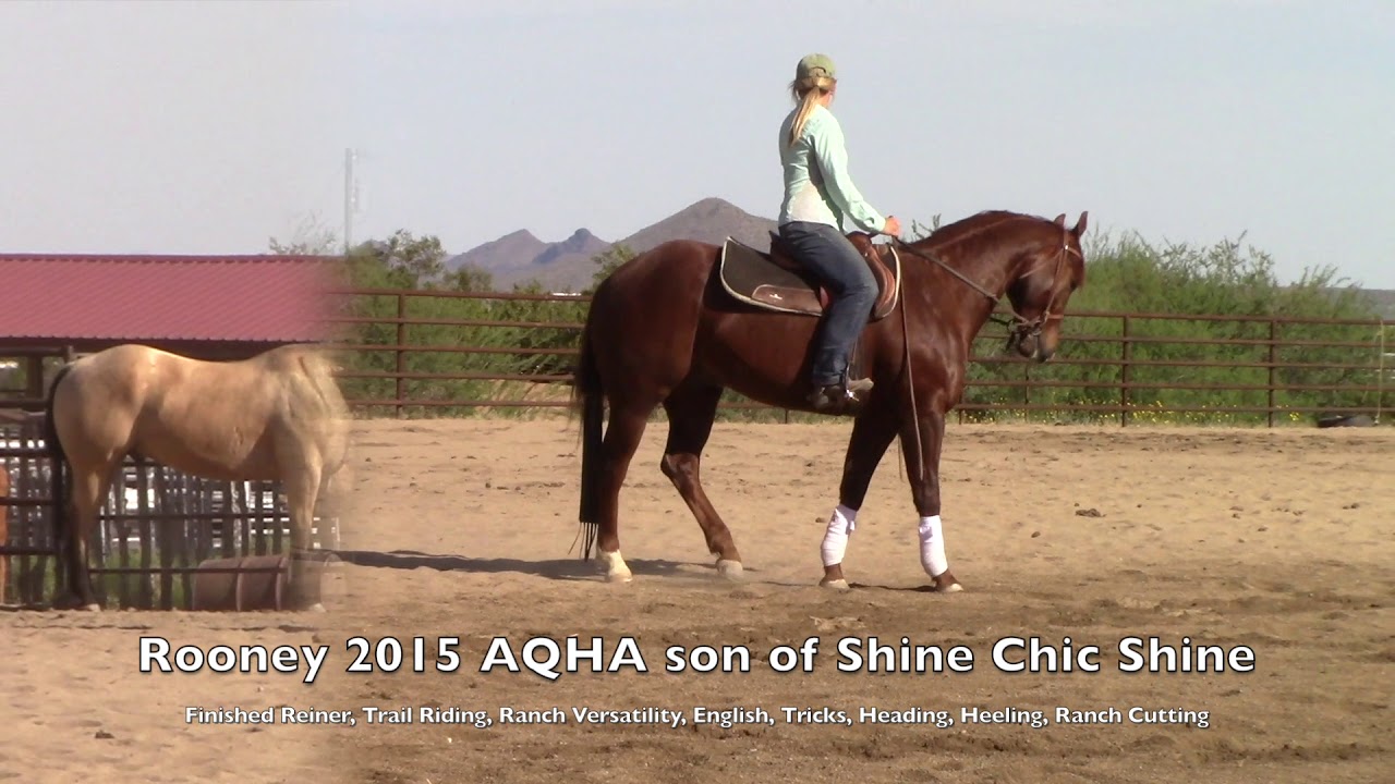 2015 AQHA Gelding by Shine Chic Shine- ALL AROUND HORSE   Finished Reiner, Ranch Riding- You name it