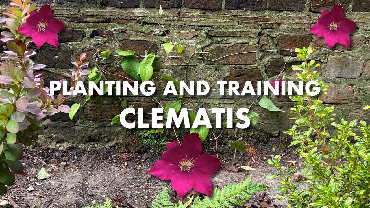 My First Time PLANTING and TRAINING CLEMATIS on a Wall