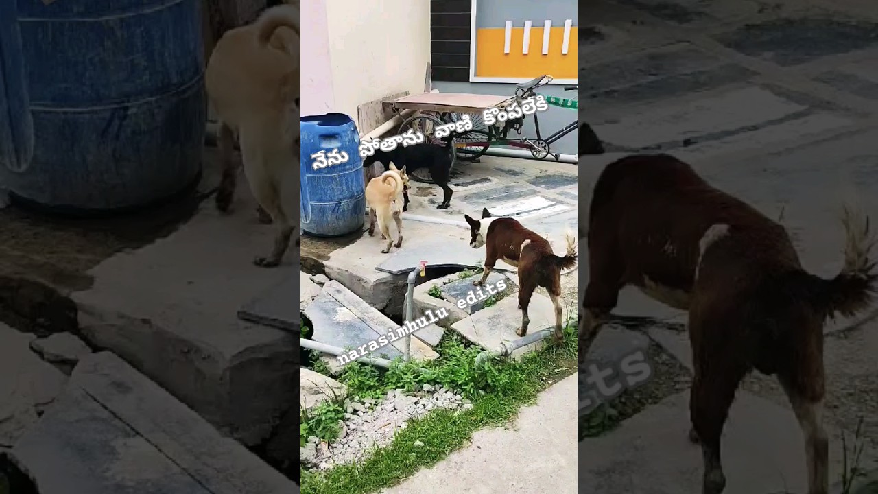 #funnydogs #comedy #animals #funny #talkinganimals #funnyanimals #doglover #animalsdubbing