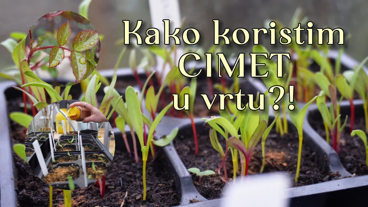 Kako ja koristim CIMET u vrtu i za&scaron;to?! 👩🏼&zwj;🌾🌱 Ep.22