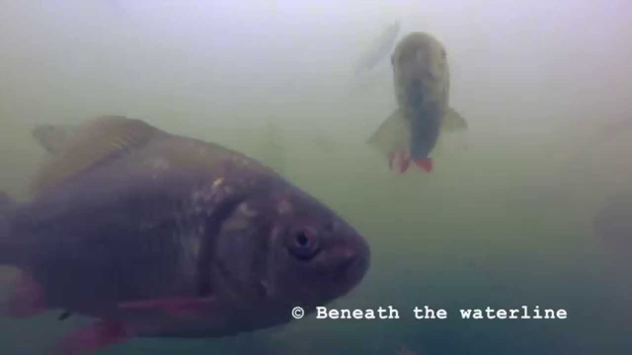Crucian (Carassius carassius) Underwater UK