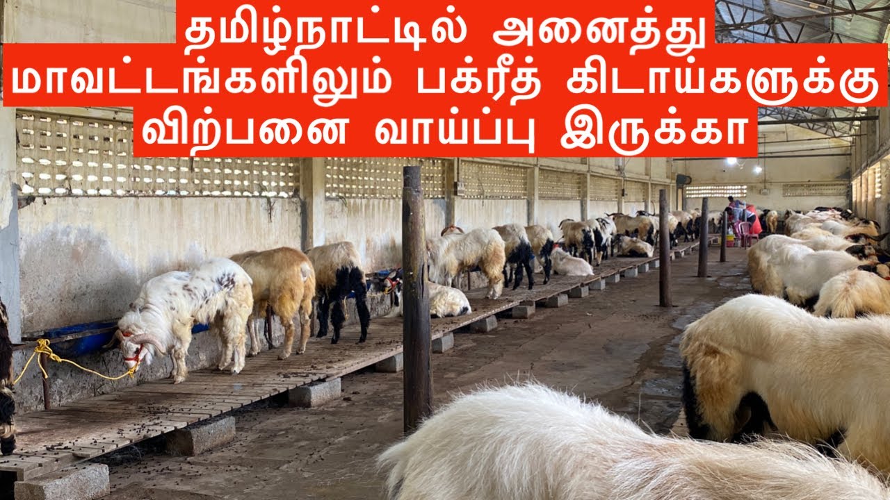BIG HORN Sheep for 2023 Bakrid in Chennai | Sheep Farm