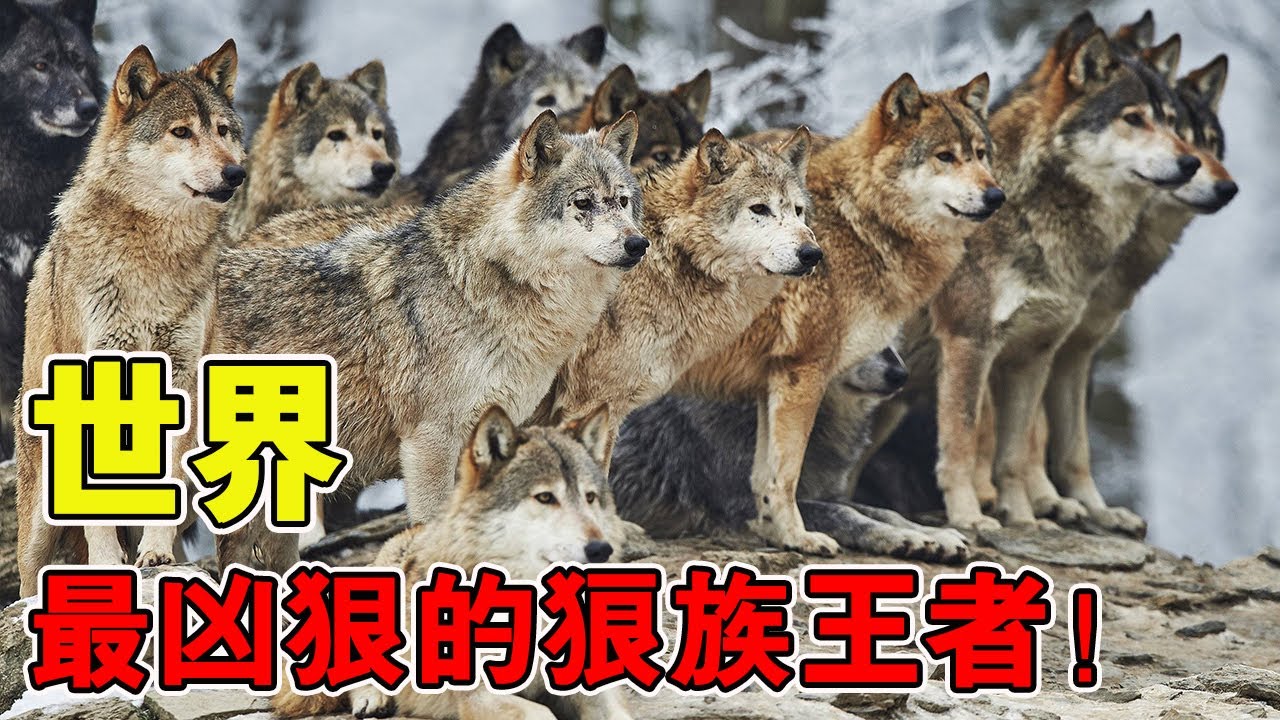 盤點世界上最凶狠的狼族王者！刻入骨子裡的狠戾究竟有多可怕？全程高能量刷新認知！ 【黑土日記】