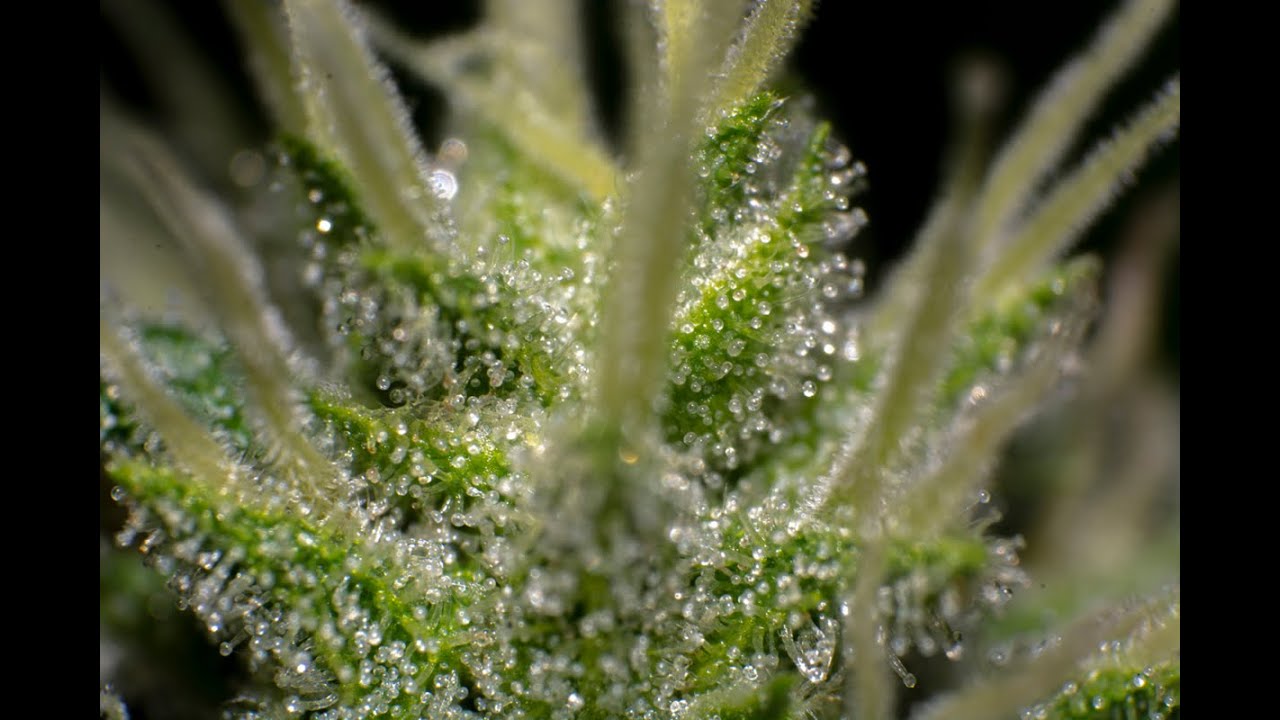 MI PRIMER CULTIVO HIDROPONICO PARTE 1 ARRANQUE CON ESQUEJES  🌱