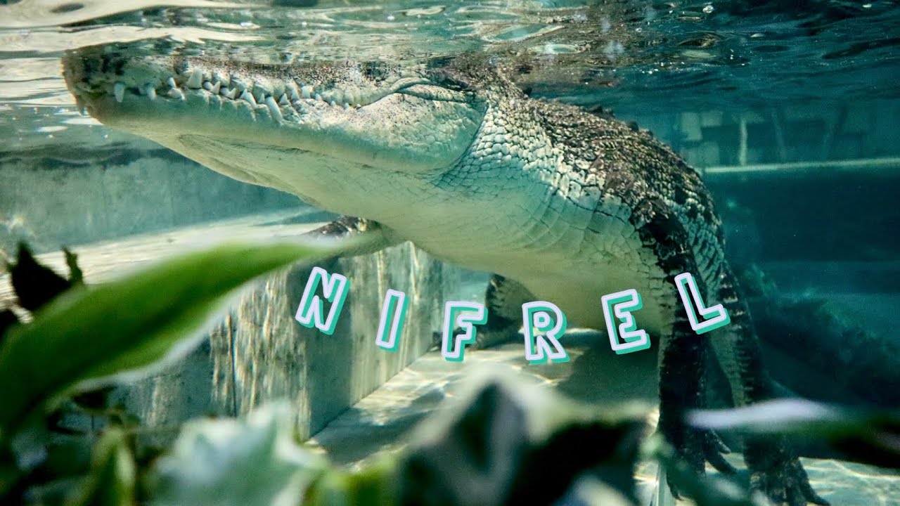 NIFREL-ニフレル