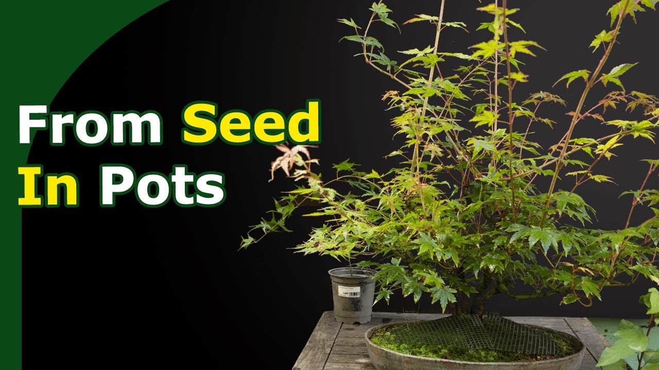 Growing Bonsai From Seed In Pots (How to and benefits)