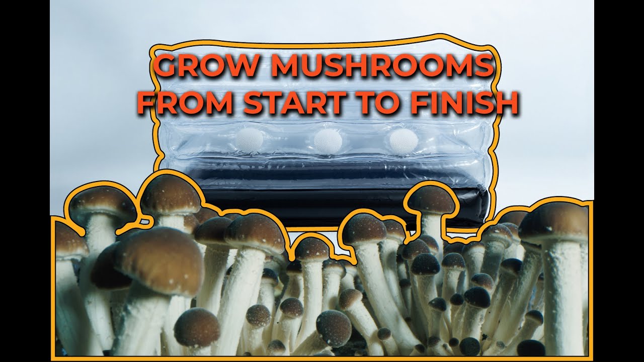 Easy way to grow mushrooms at home in a monotub
