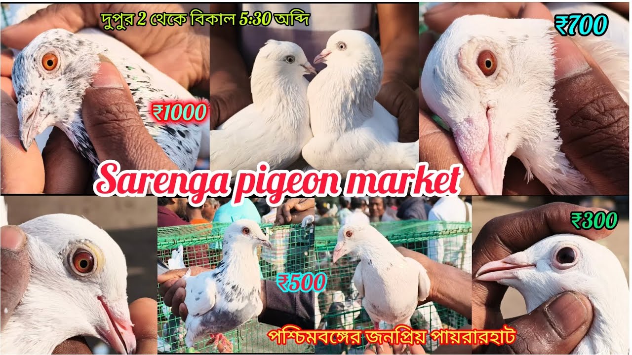 Saranga Cheapest & high Quality flying Giribaz & Madras Pigeon Sell || সবচেয়ে বড় সস্তা পায়রার হাট