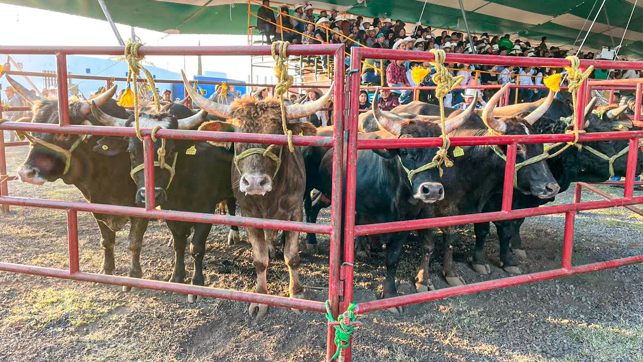 1er Expo Jaripeo RANCHO EL GUAMUCHIL San Juan del Rio Queretaro