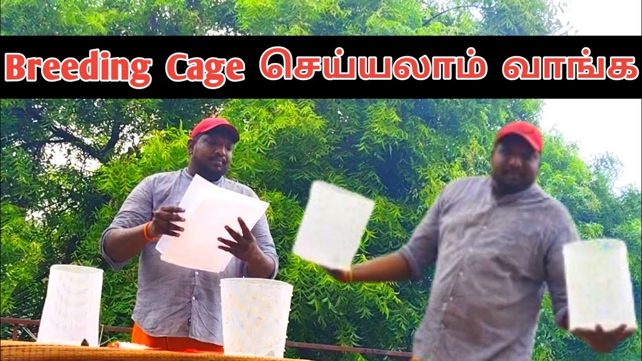 How to make Breeding Cage for Guppies | தமிழ் | Guppy Monster