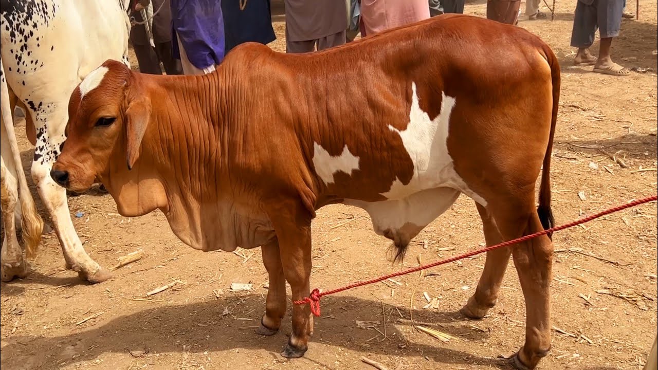 Zero Size & Qurbani 2026 K Bachray|#Hamdanpalaicentre|