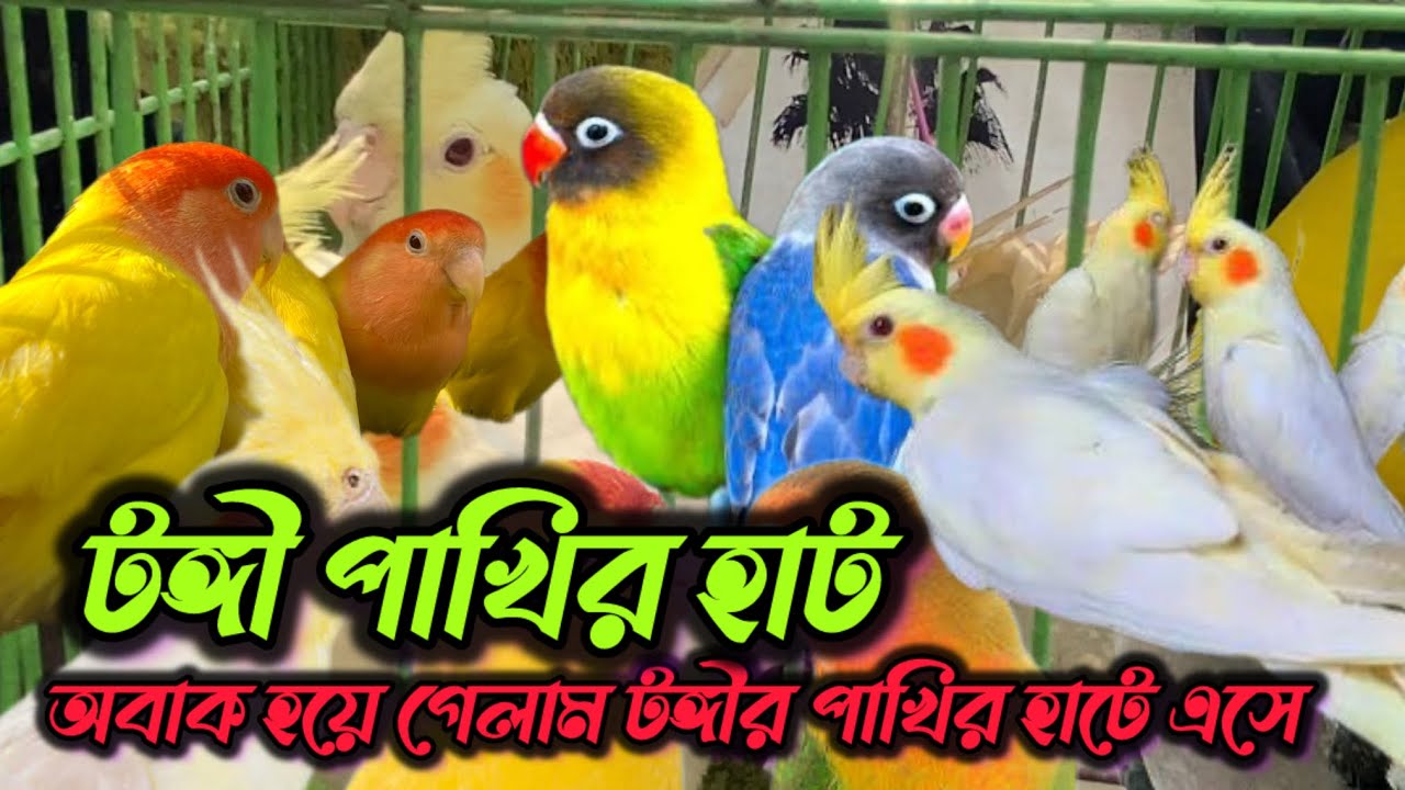 অবাক হয়ে গেলাম টঙ্গীর পাখির হাটে এসে//birds wholesale clothing for birds