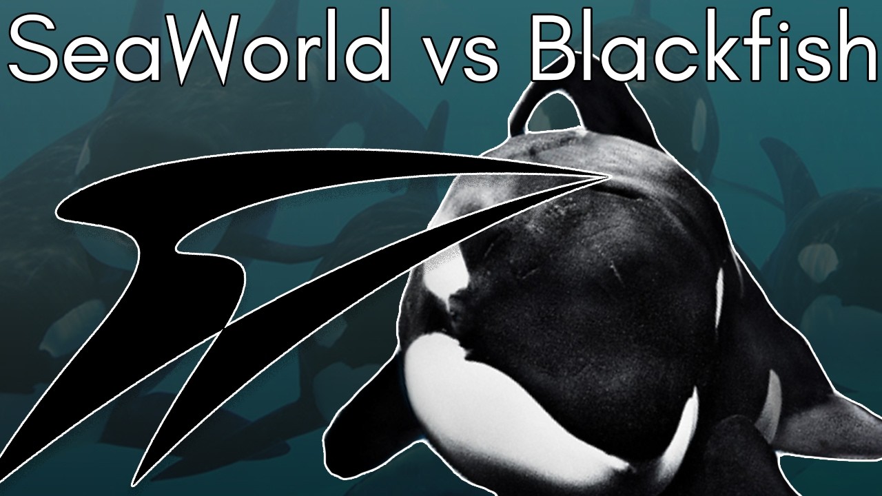 Гибель SeaWorld: что произошло после выхода фильма &laquo;Черная рыба&raquo;
