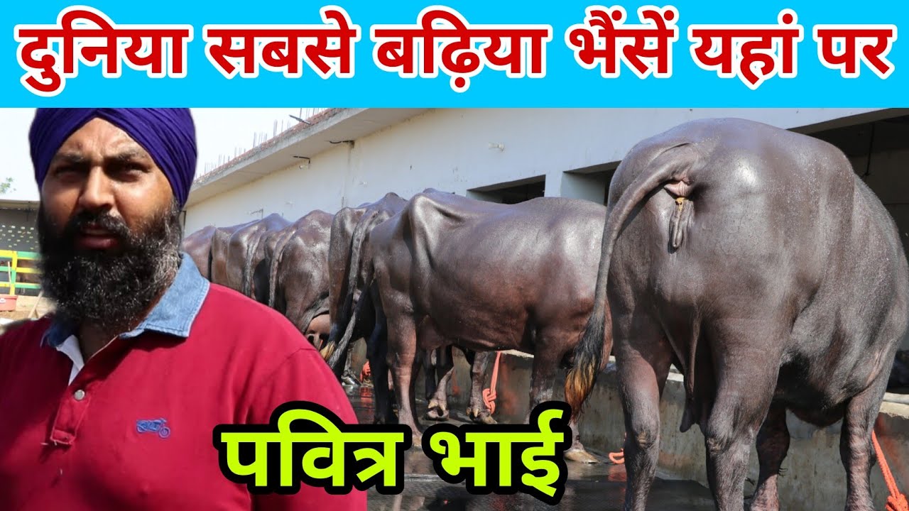 पवित्र भाई के पास हैं इंडिया की सबसे टाप की शानदार भैंसें - A to Z Top Quality Murrah Buffaloes
