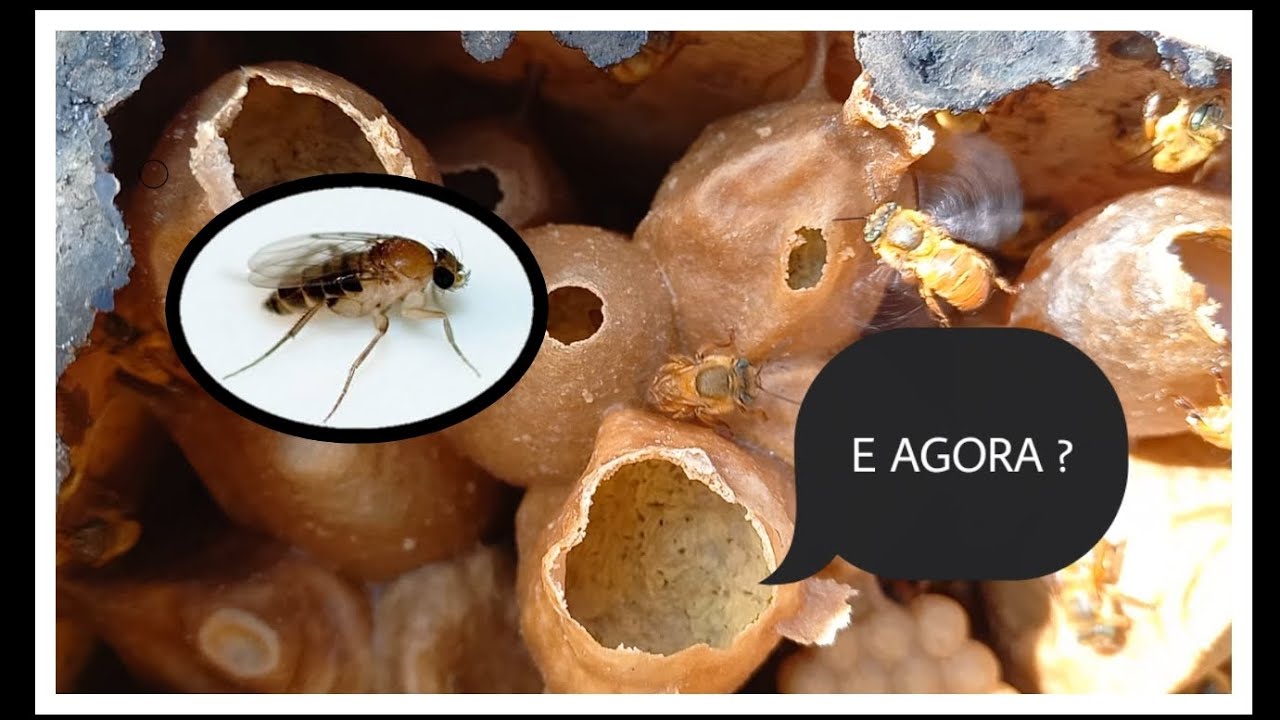 Forídeos nas Abelhas Sem Ferrão? O que fazer ?!