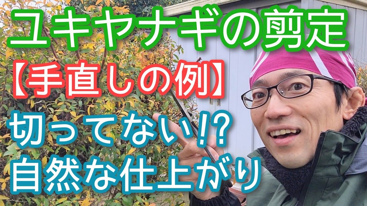 【ユキヤナギの剪定】刈り込み樹形から花咲く自然風への手直し方法(2023年12月)🌿🤲