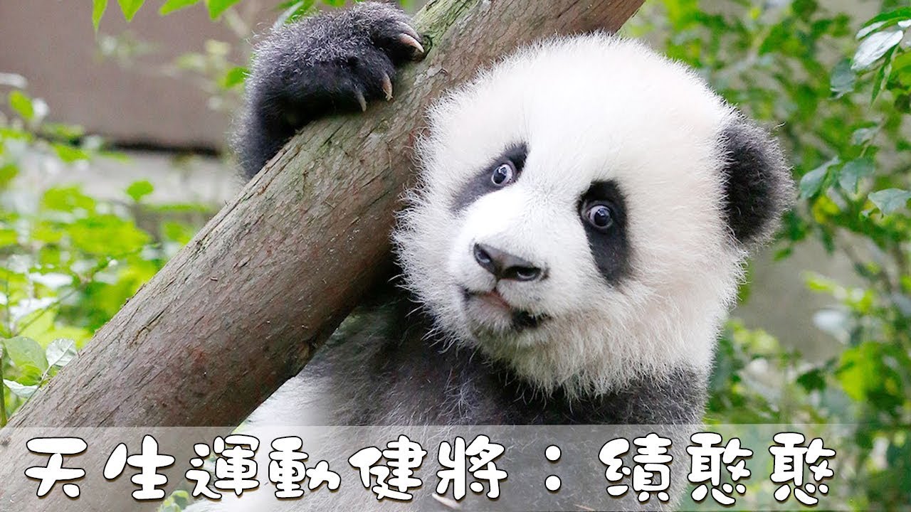 《熊貓主題趴》天生運動健將：績憨憨 | iPanda熊貓頻道