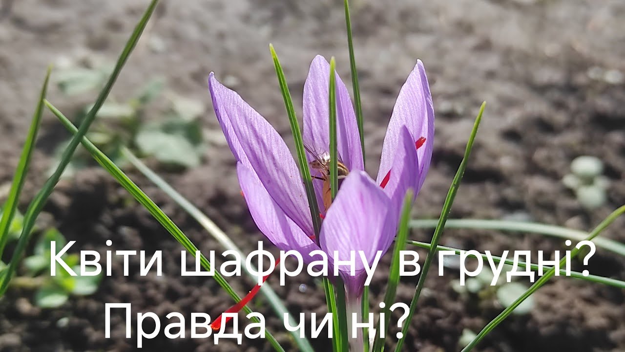 Квіти шафрану в грудні? Правда чи ні?