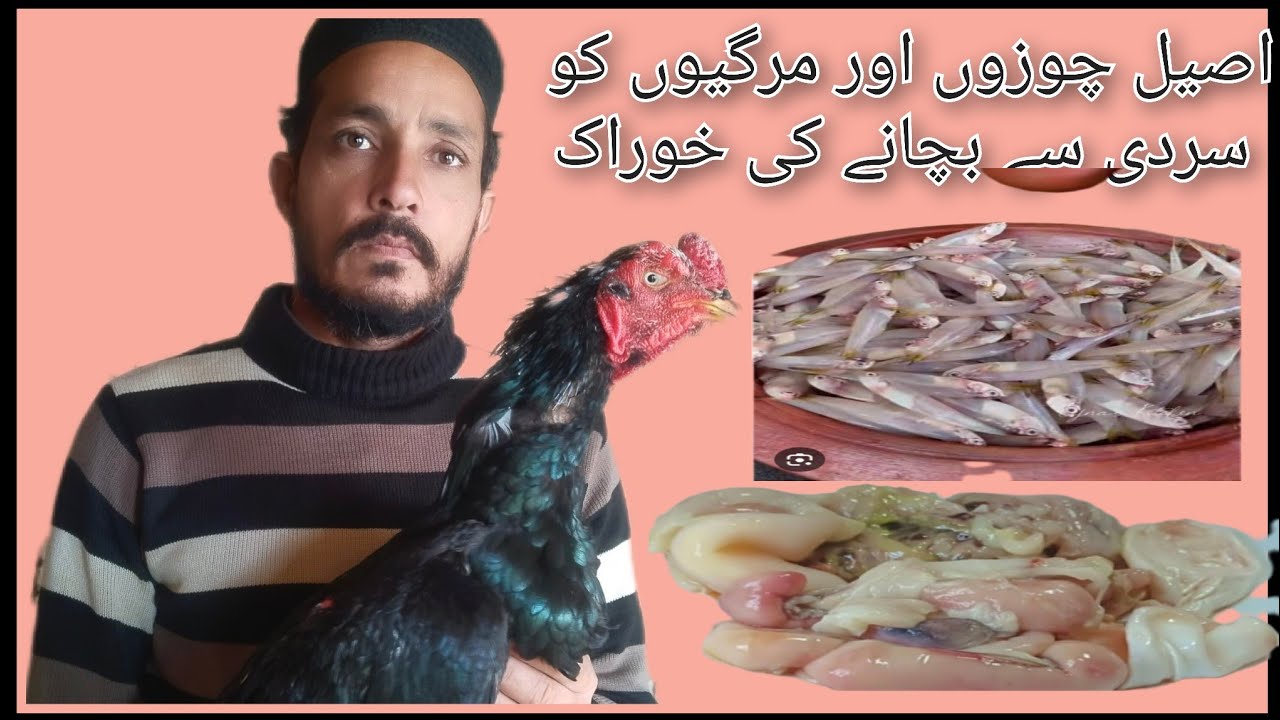 اصیل چوزوں اور مرگیوں کے لیے سردیوں کی بہترین خوراکWinter Care Feed for Aseel Chicks & Hens