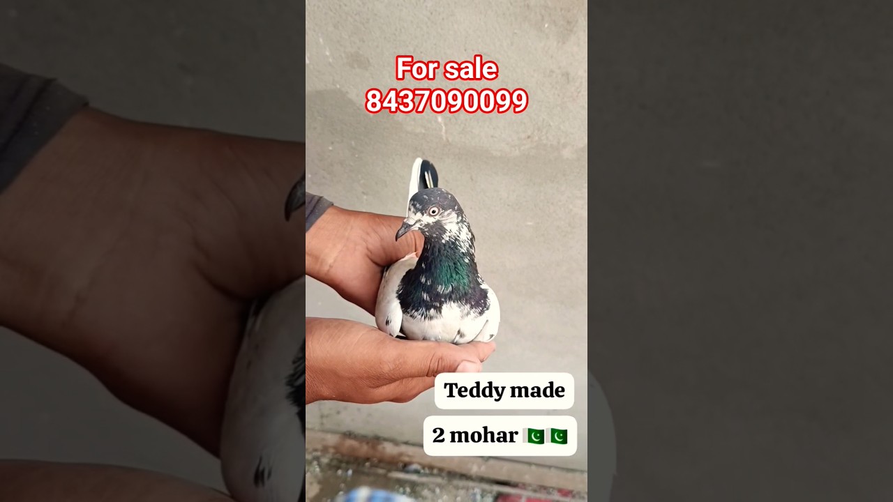 Teddy kabootar #short #video