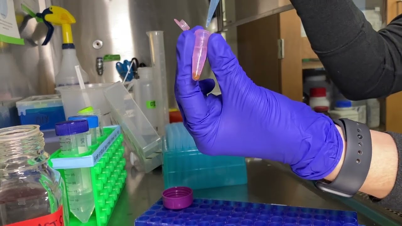 Arabidopsis Seed Sterilization: Washing Steps