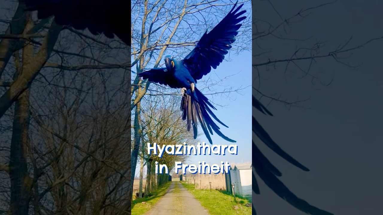 Unsere Papageien fliegen t&auml;glich viele Kilometer & Leben in Freiheit #papagei #hyazinthara #ara