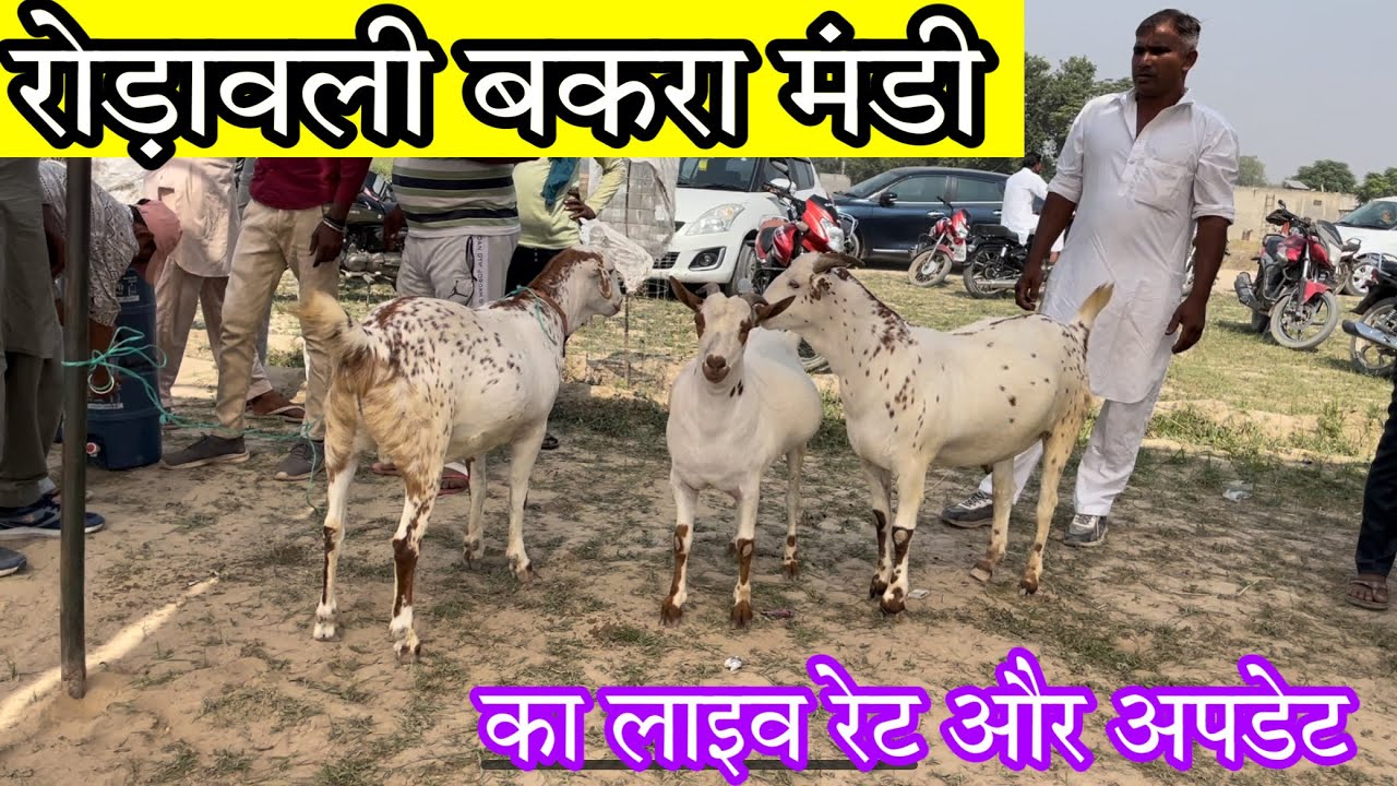 हनुमानगढ़ रोड़ावली बकरा मंडी में आये बड़े बकरे #bakramandi
