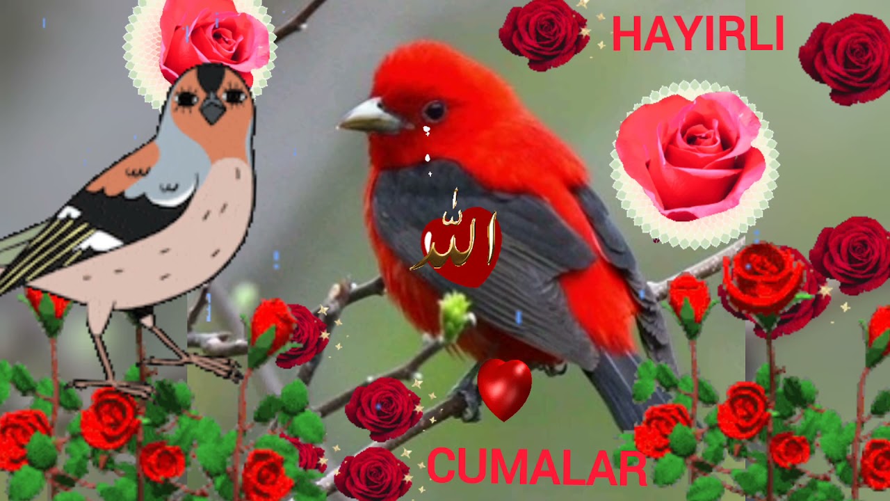 🌹En Güzel Cuma İlahileri🌹Cuma Mesajları🌹Resimli🌹Cuma İlahisi 🌹Yeni🌹Cuma Videoları🌹Hayırlı Cumalar